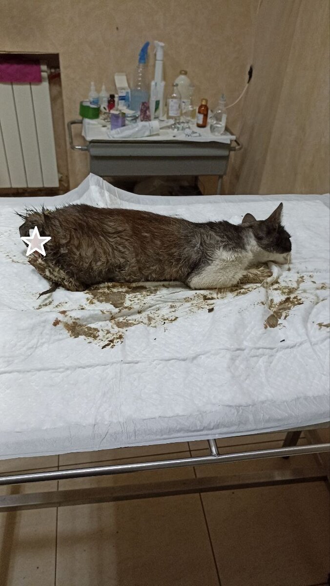 Котик Гоша: с первого раза у нас пошло всё не так, как изначально ...