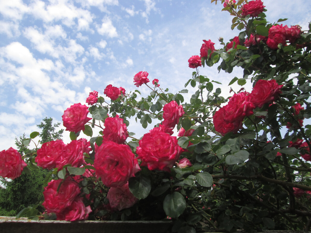 National Rose Month - Amphora Aromatics Ltd - Supplier of pure essential oils an