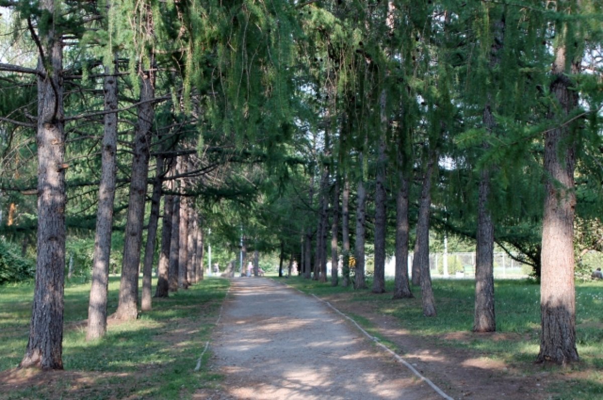    Владимирцы запустили опрос с вариантами благоустройства лугопарка «Дружба»