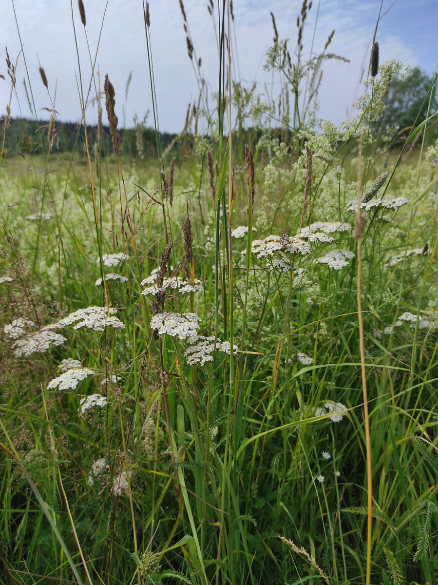 Тысячелистник на лугу