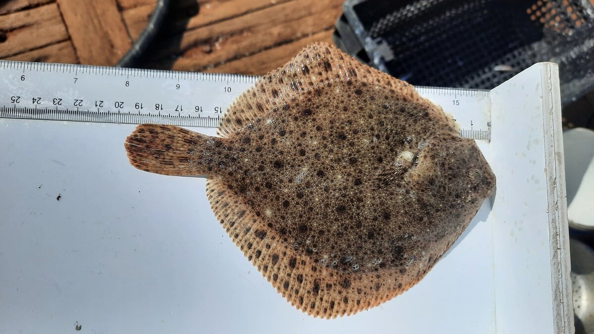     При исследовании Таганрогского залива и прибрежных районов моря зафиксировали хорошие уловы креветок, сообщает Азово-черноморский ФИЛИАЛ ФГБНУ ВНИРО