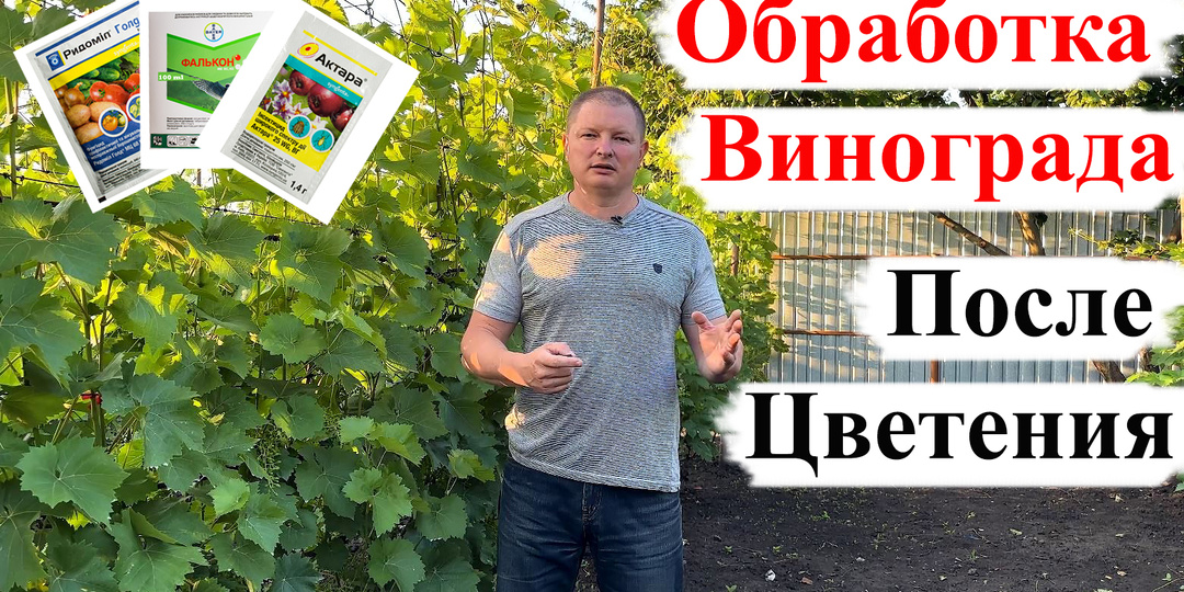 Одна из САМЫХ ВАЖНЫХ ОБРАБОТОК Винограда!