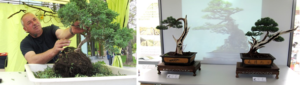 2017 г.
Источник: https://meduzata.com/en/people/19704-watch-how-to-make-bonsai-at-flora-bourgas-2017-video