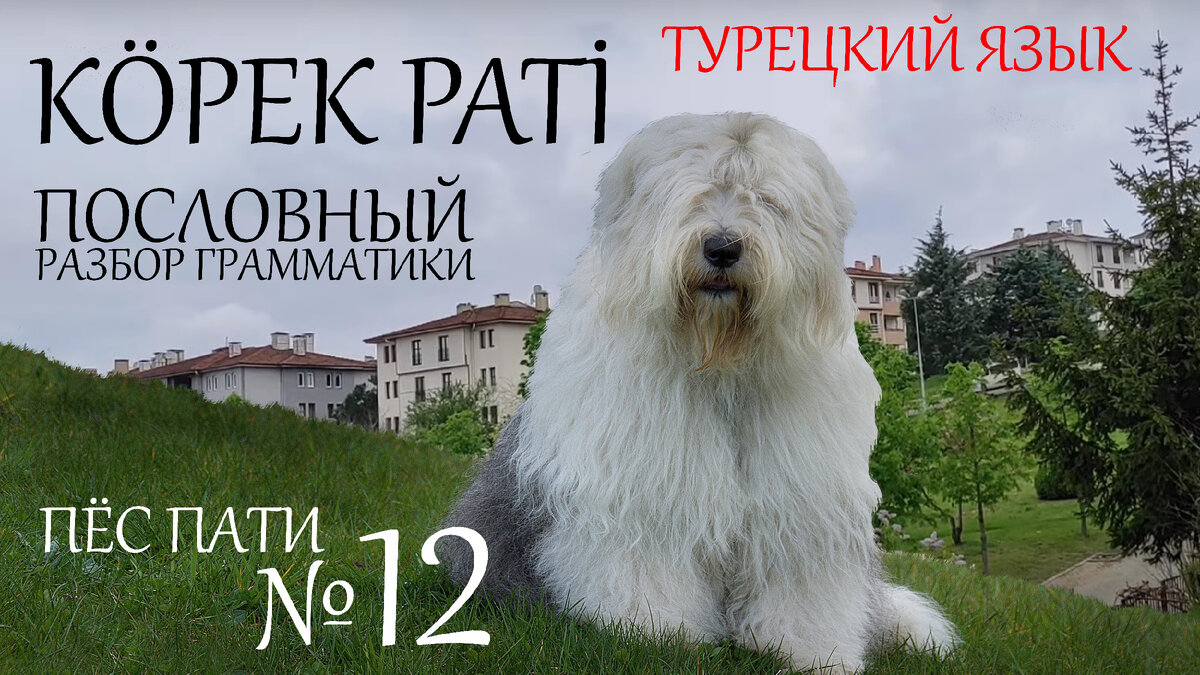 рассказ о злоключения собаки по имени Пати - с турецкого переводится - лапа