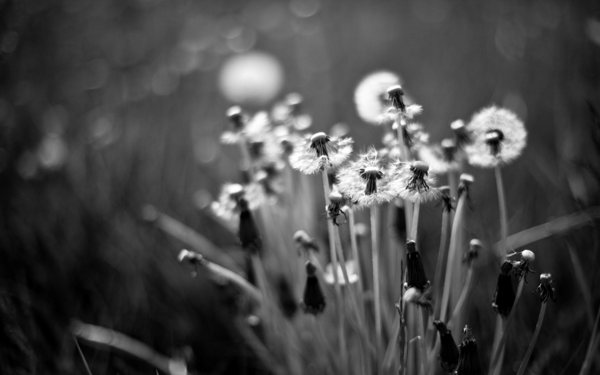 Изображение взято из открытых источников