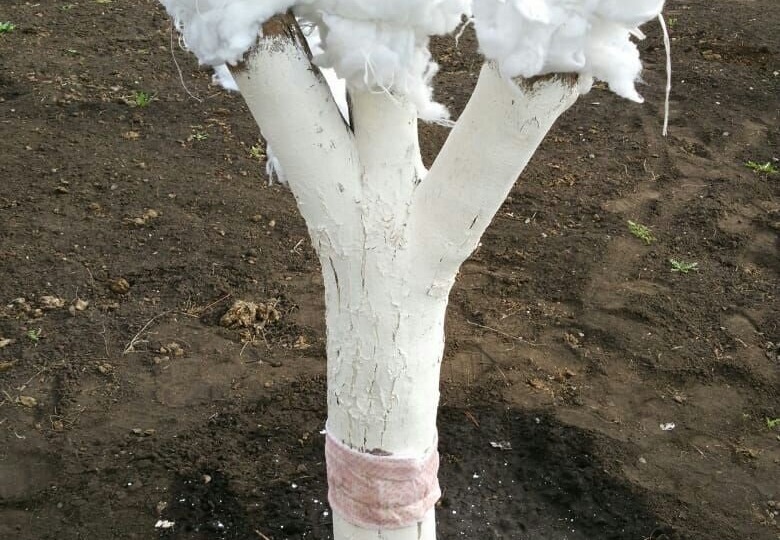 Два способа защиты деревьев от тли, которую муравьи разводят на листьях. Не химия