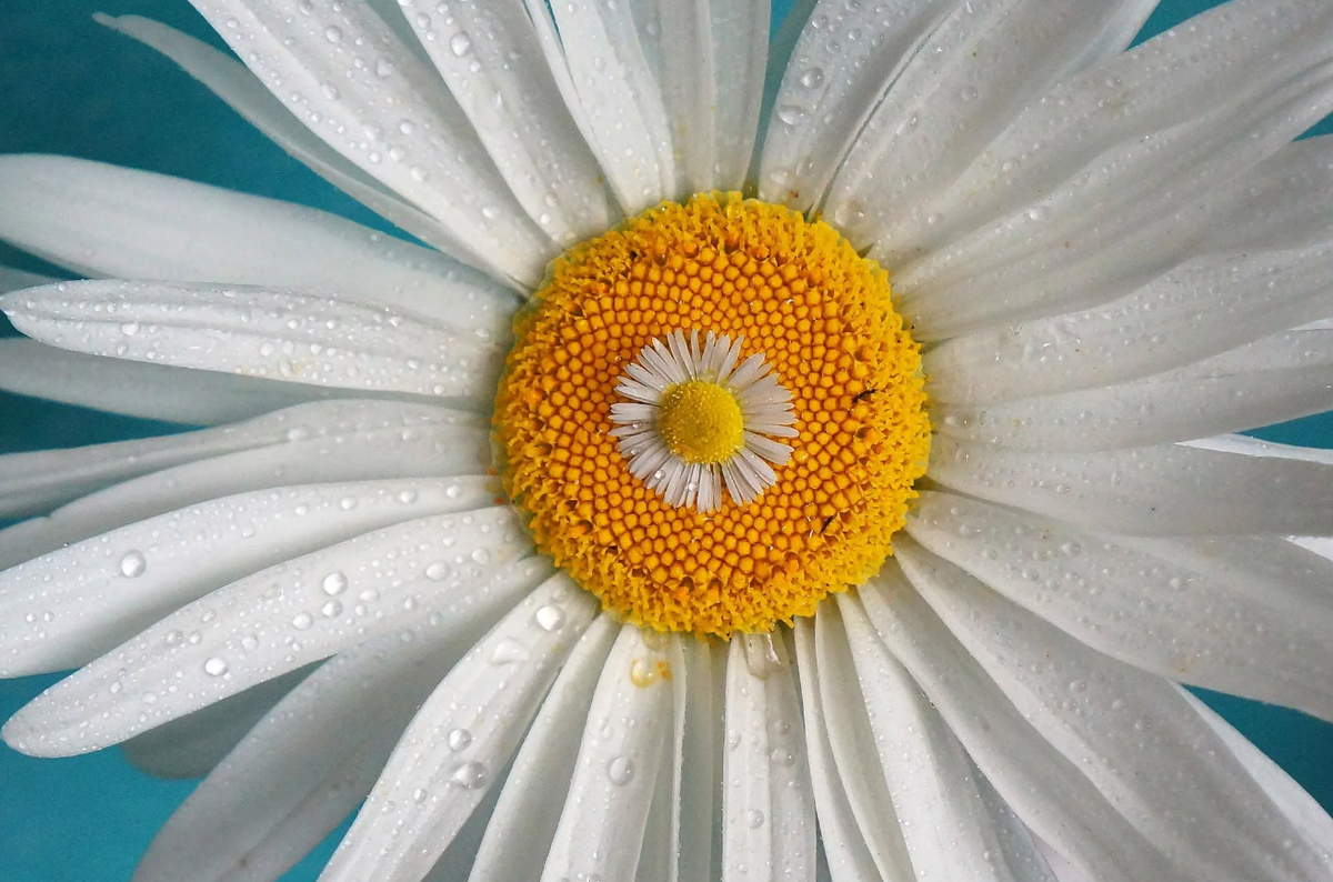 Фото взято из интернета