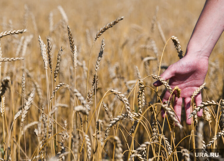    В Курганской области проверили наличие саранчи на полях