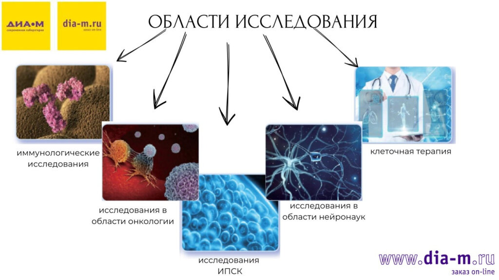 После этого клетки отделяют от остатков матрикса центрифугированием или фильтрацией и высаживают на флаконы или чашки Петри.