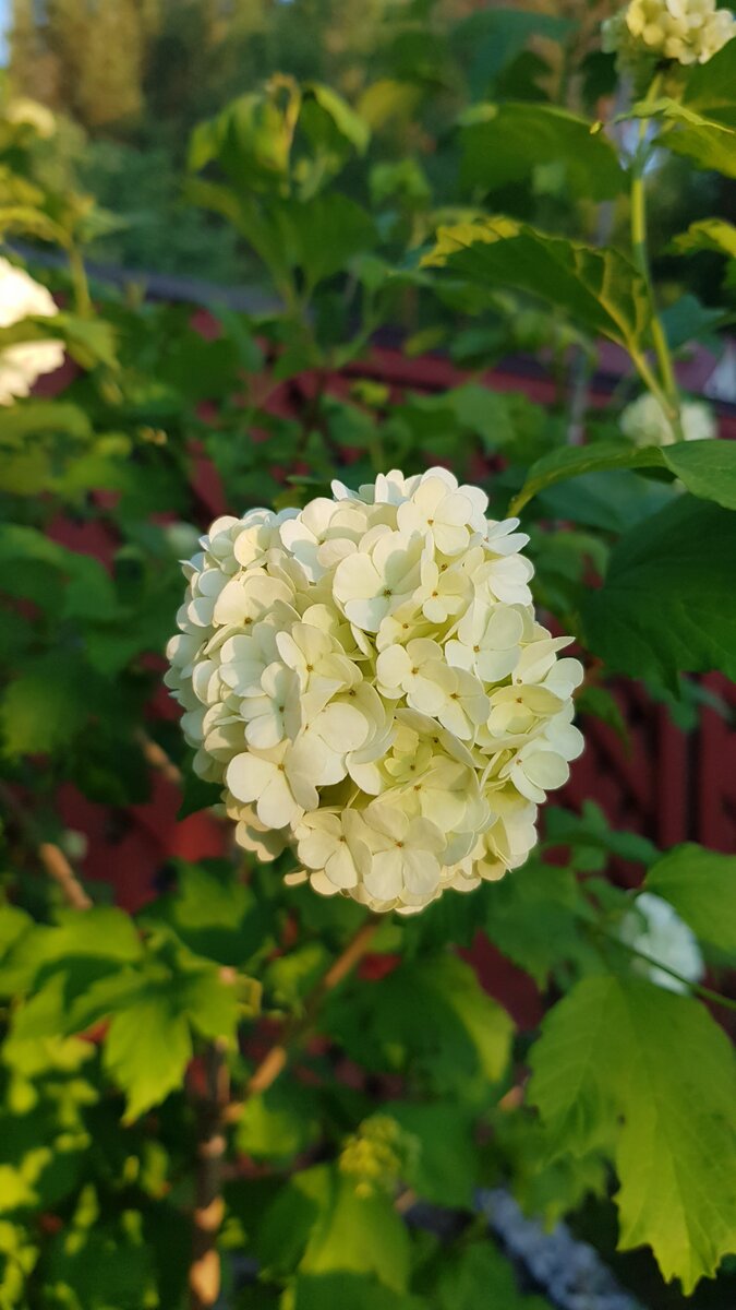 калина обыкновенная Roseum