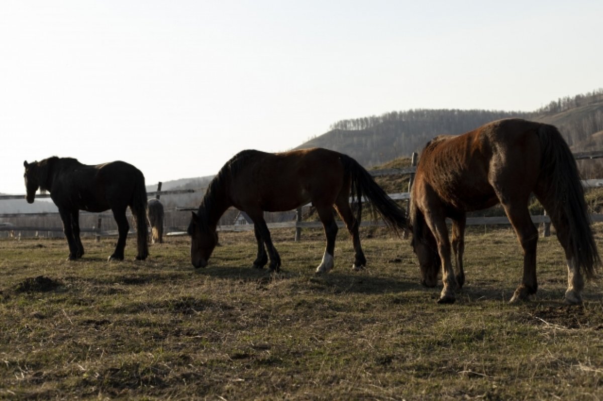    Три лошади погибли в ДТП в Елизовском районе на Камчатке