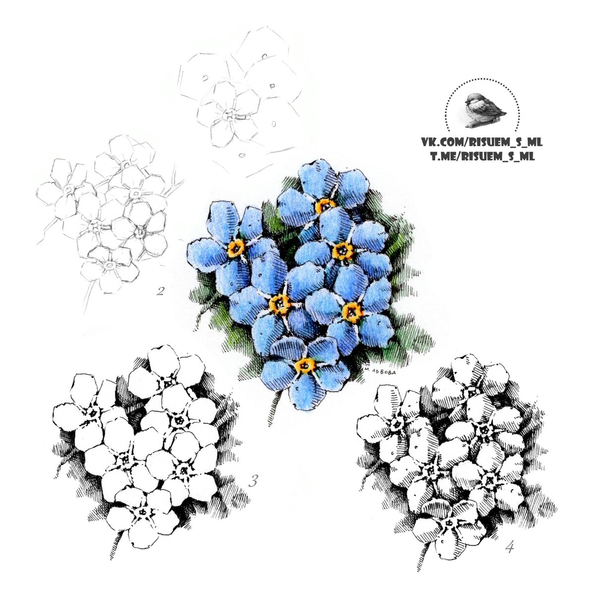 Как нарисовать незабудку карандашом