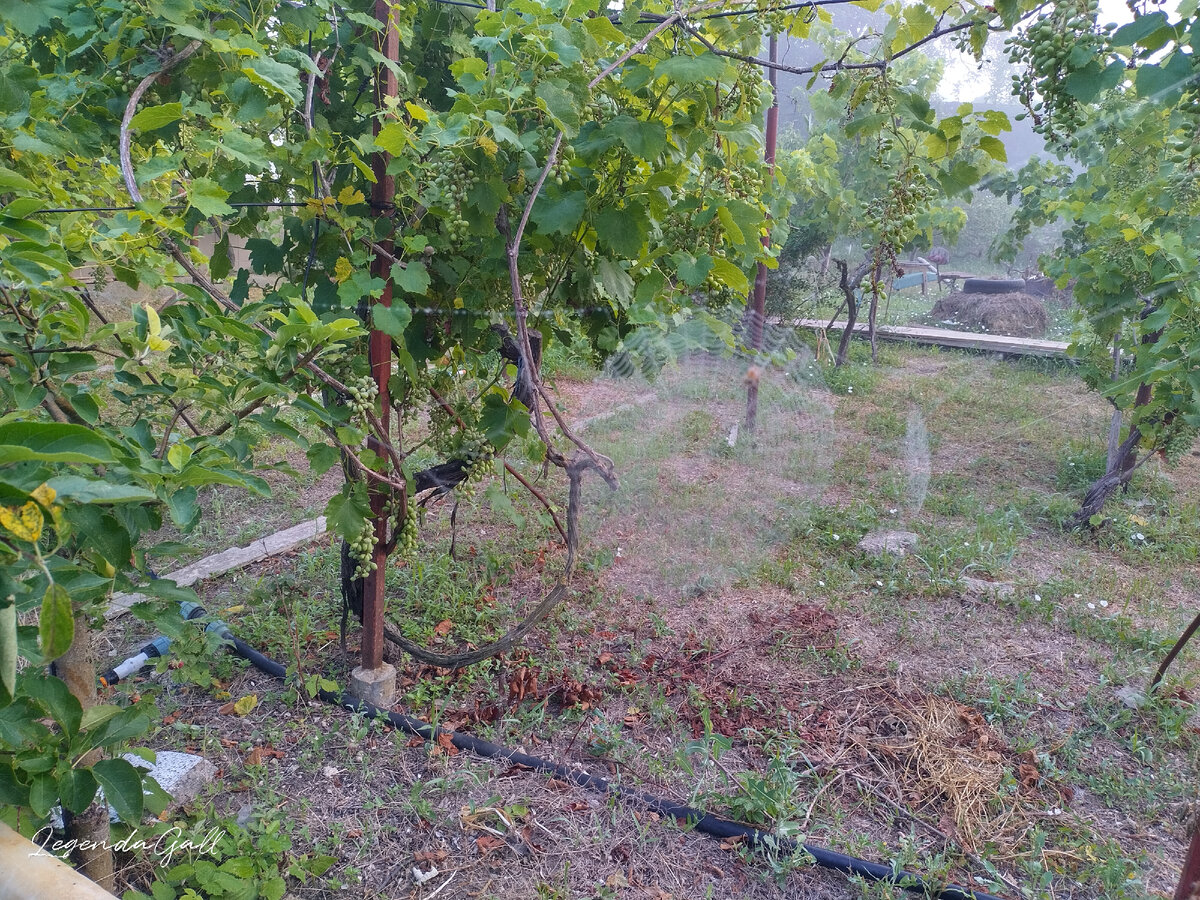 Паутинку стало хорошо видно из-за капель