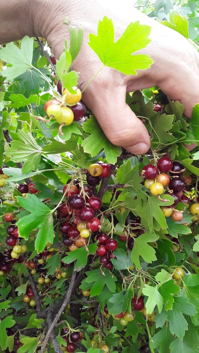 Думаю, что и заморожу на зиму.