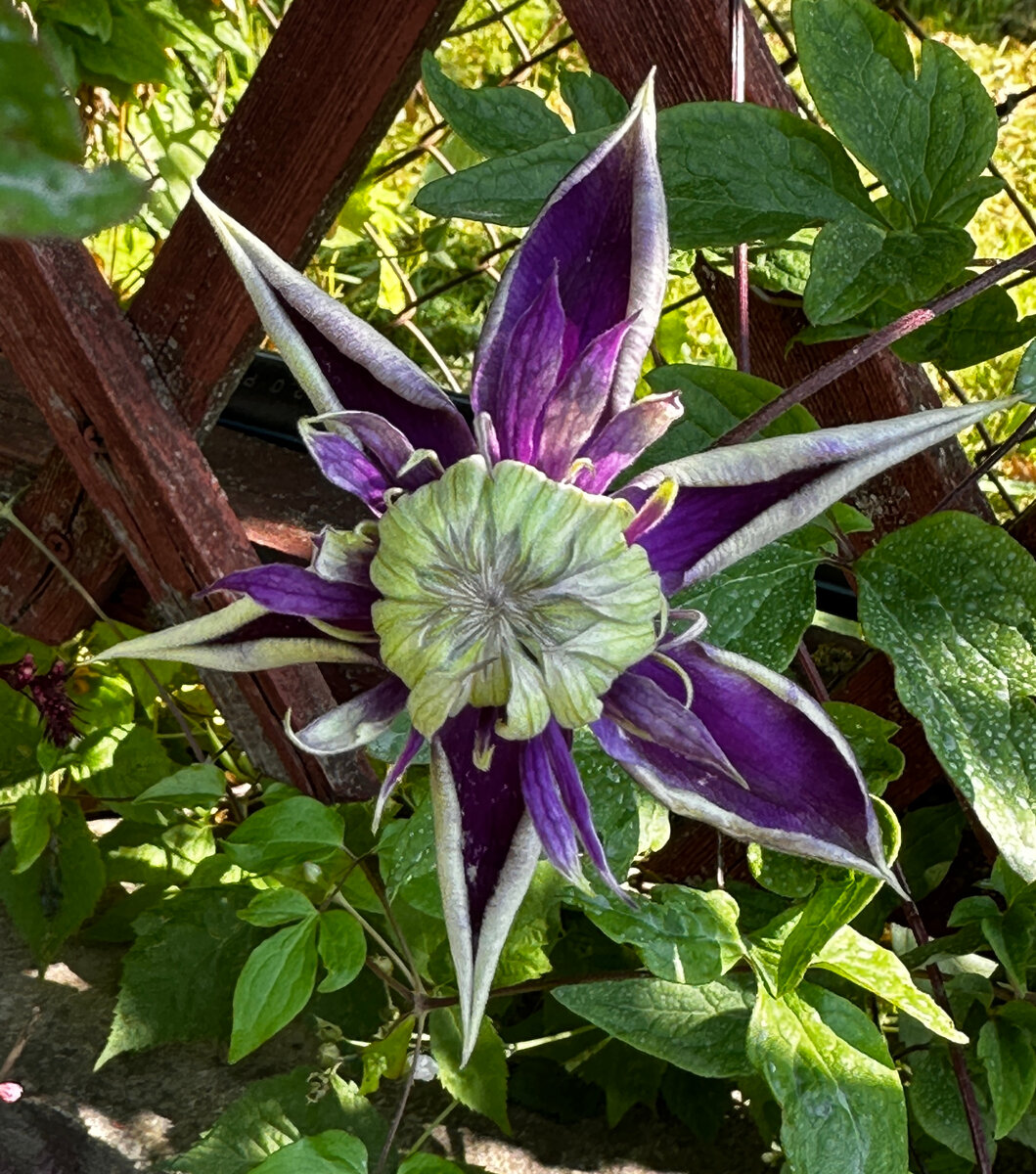 Распускается ‘Taiga’ (фотографии в тексте мои).