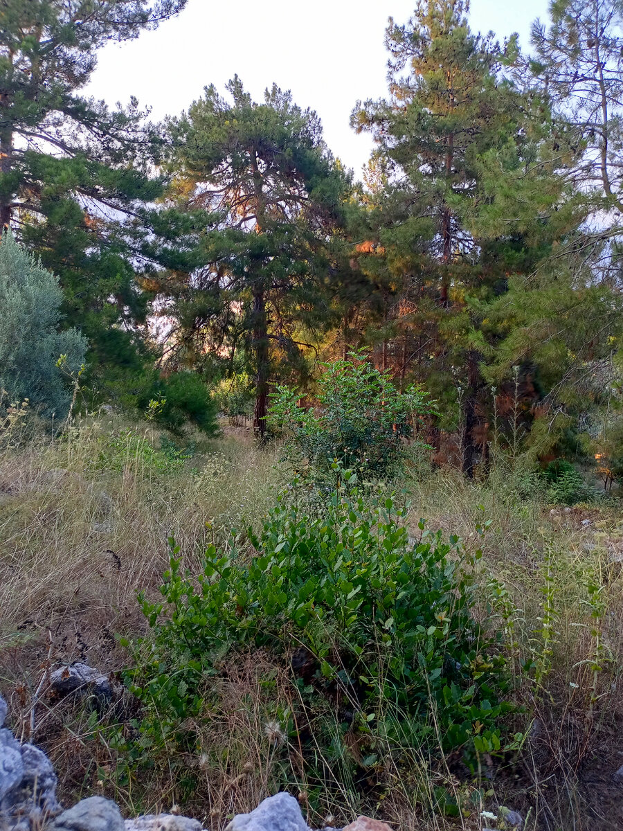 Л͜͡е͜͡с͜͡? К͜͡р͜͡а͜͡с͜͡о͜͡т͜͡а͜͡♡︎