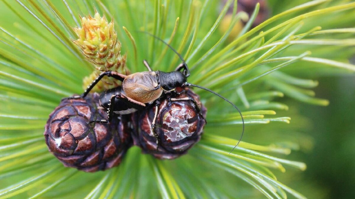     Это эндемики Буреинского нагорья: живут только на хребтах Буреинский, Баджальский, Дуссе-Алинь, Эткиль-Янканский, Джаки-Унахта-Якбыяна и Мяо-Чан.