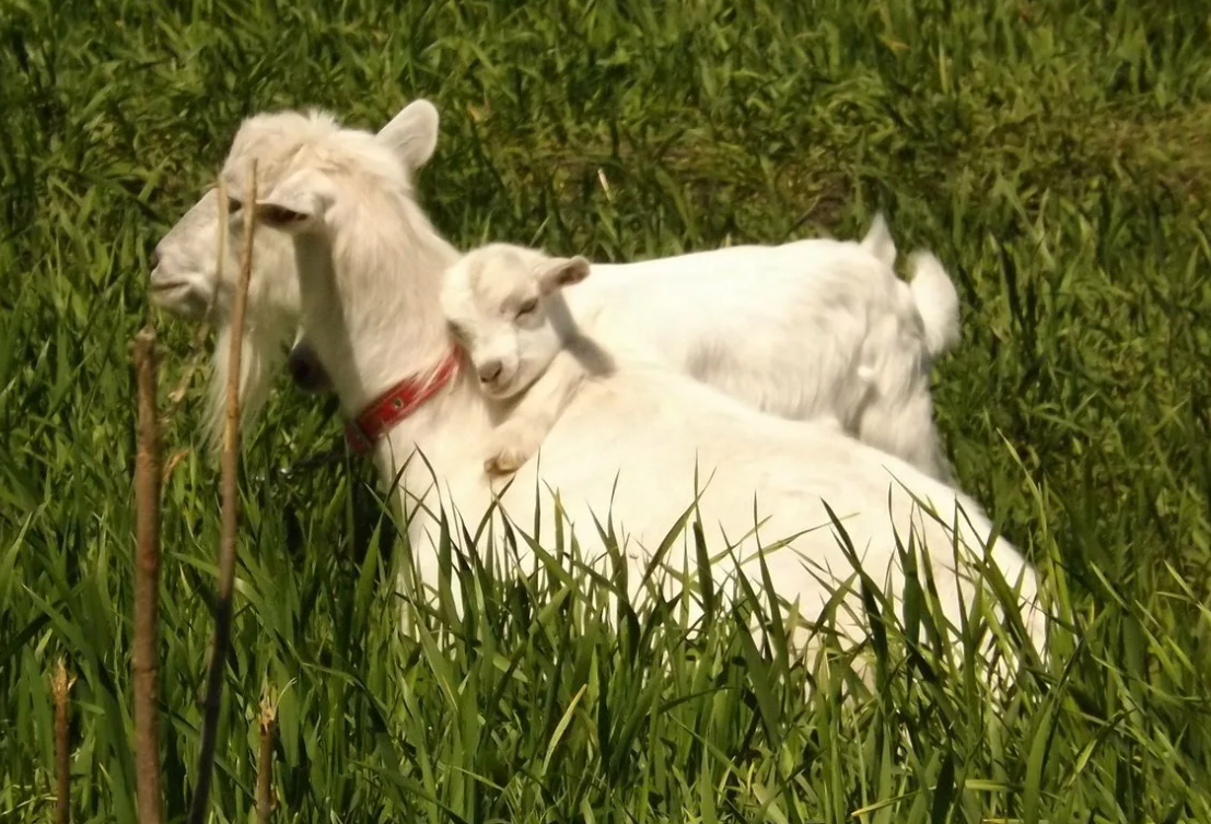 Яндекс картинки