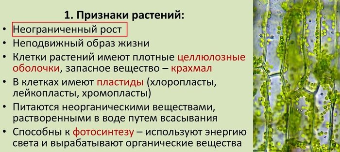 Примеры неограниченного роста растений