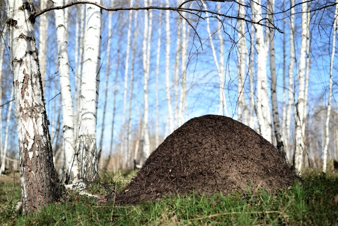 лесной муравейник