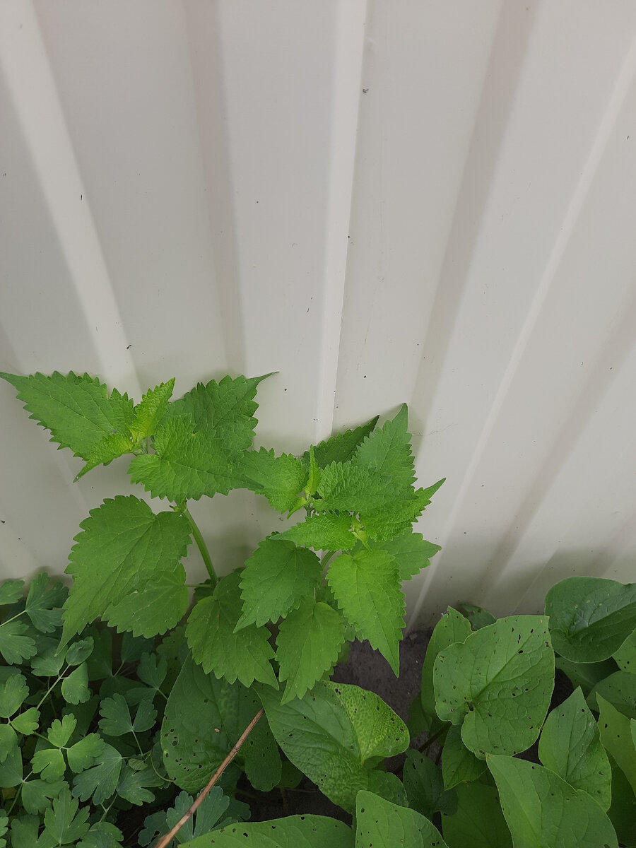 Крапива на моем участке в почете, всю не выдергиваю