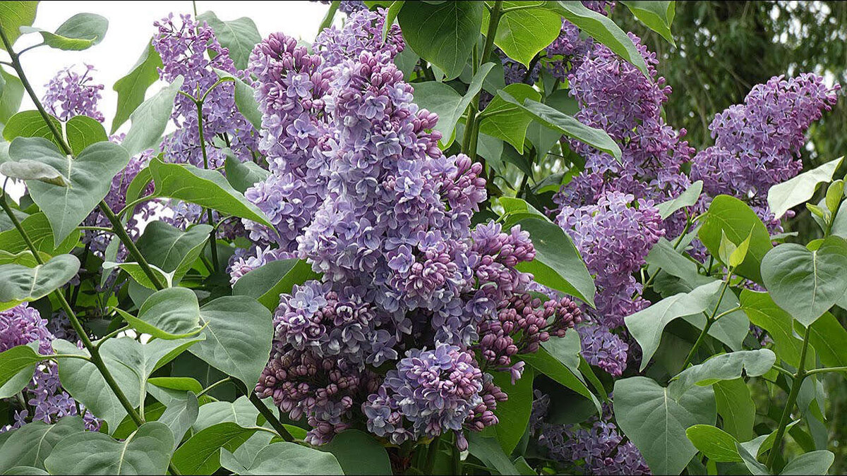 В городе цветет сирень...