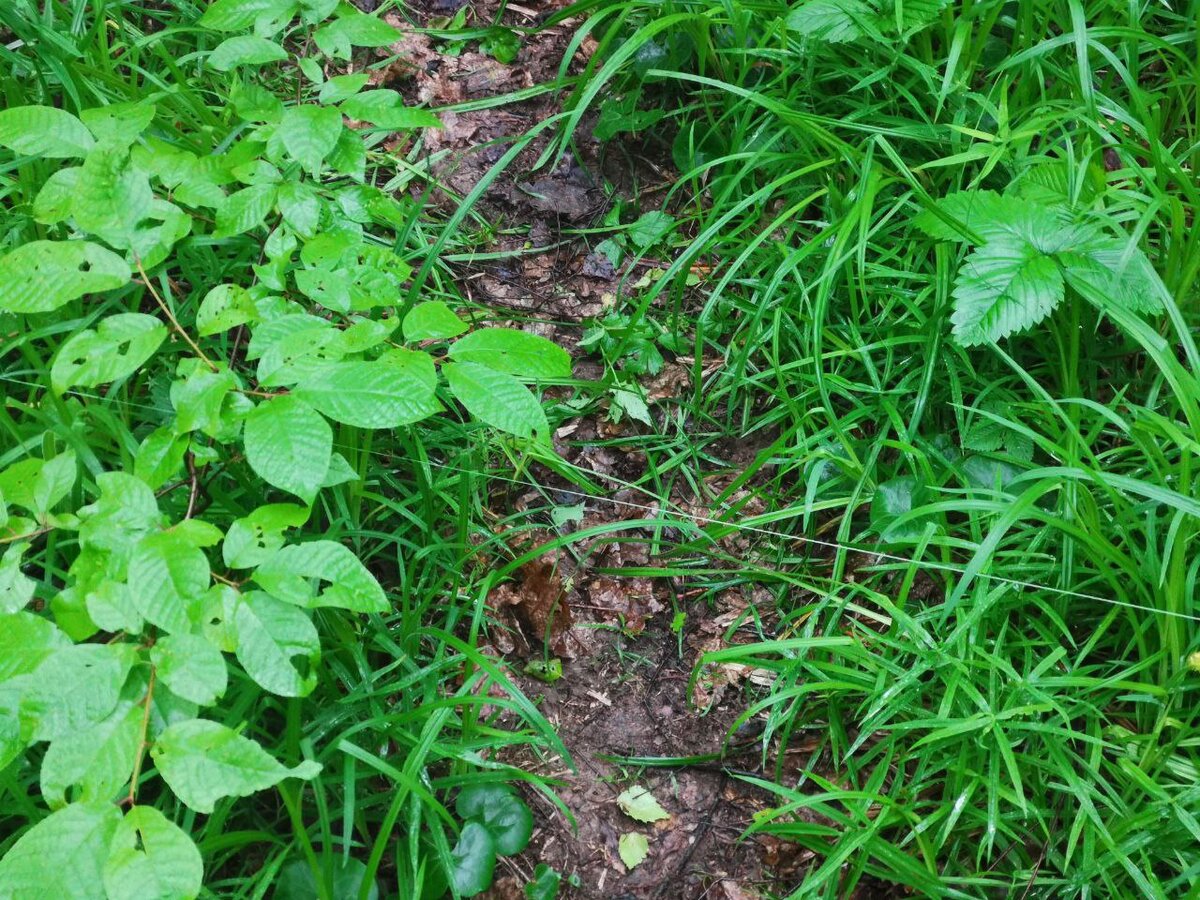 ... но поперек тропы идет зеленая леска, тянущаяся куда-то по обе стороны от нее. 