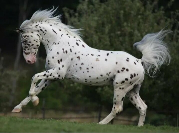 Это я. Породистая, но загнанная, пахотно-цирковая чубарая кляча.