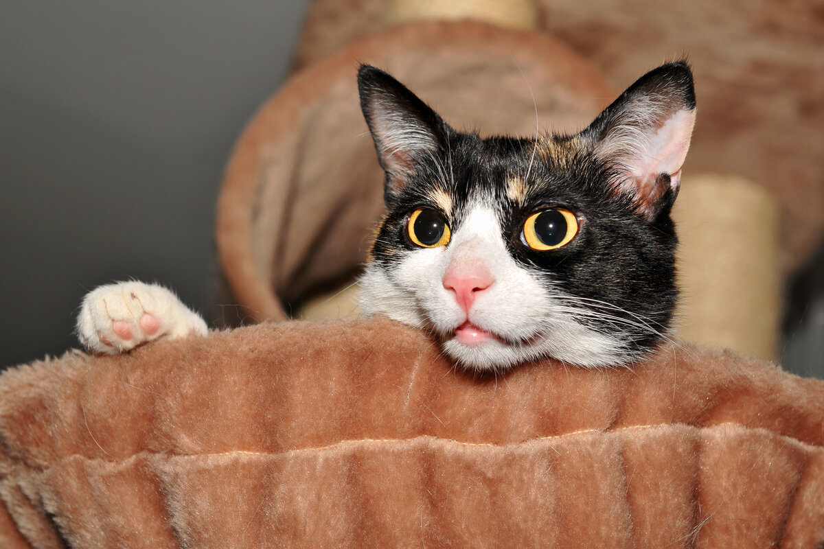 Кошка с наушниками. Шведский звук кошки. Любимый кошачий звук. Звук кошки. Звук кошки зовущей кошку.