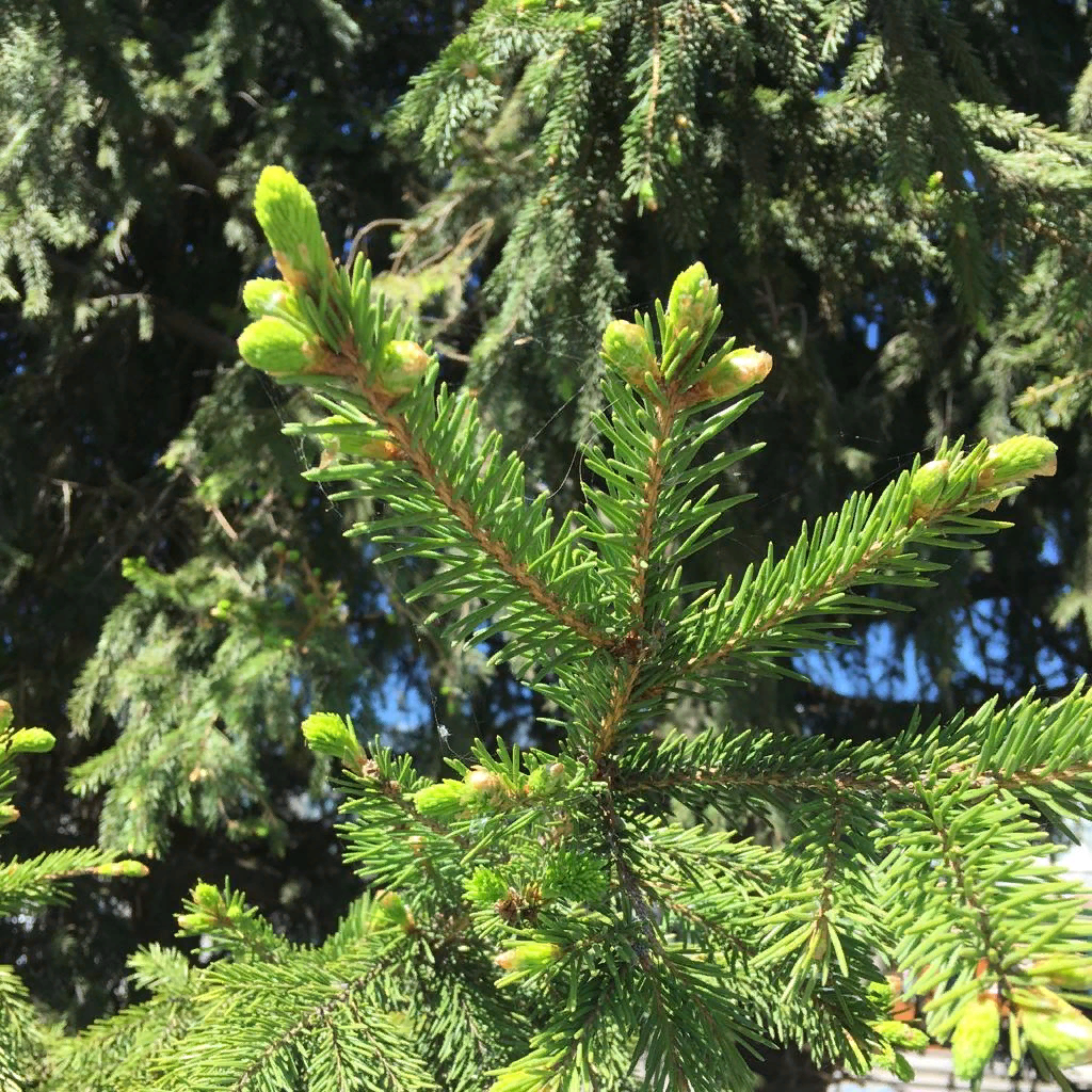 Цветут даже вечнозелёные