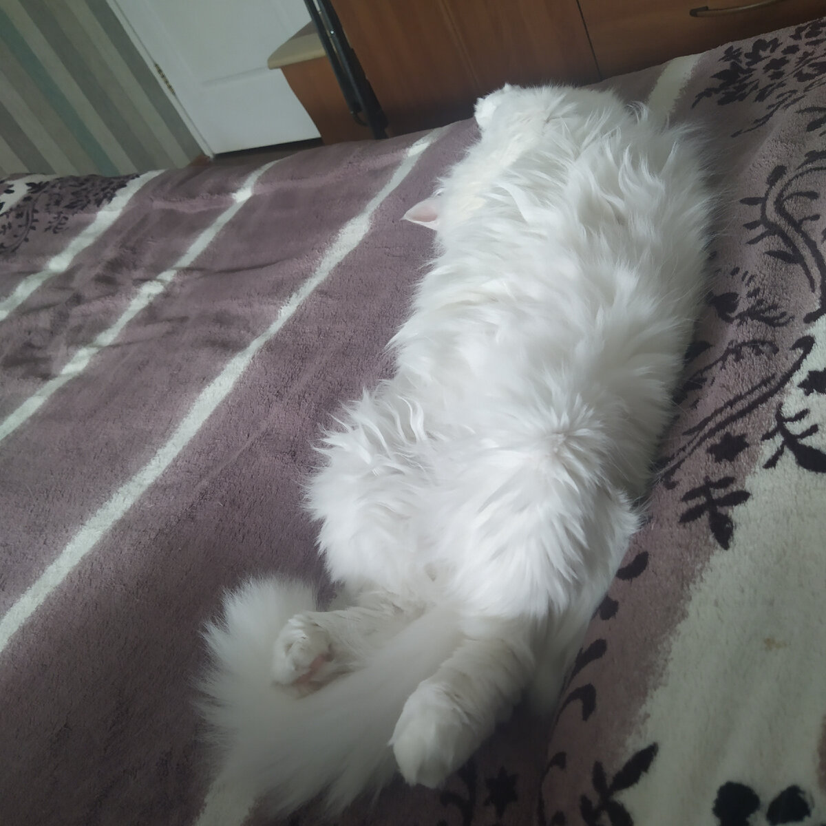 Отныне буду постить уникальные фотографии уникальных кошек. 