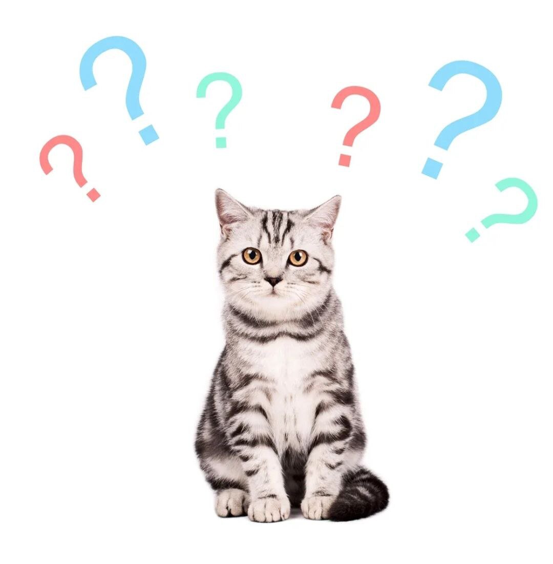 кот вопрос. кошка со знаком вопроса. котик с вопросительным взглядом. кот с вопросом. кот с вопросом.