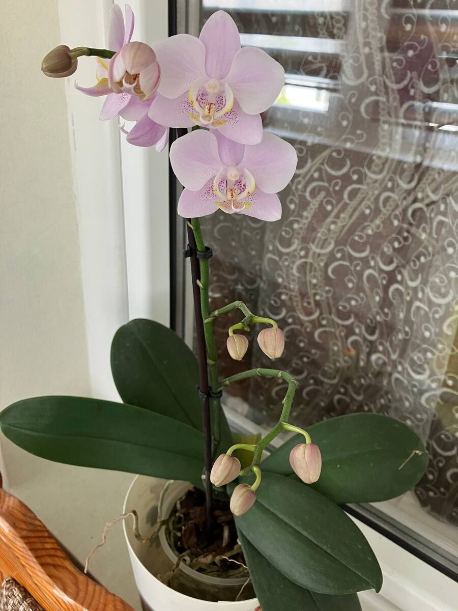 Цветение орхидеи - это всегда праздник!