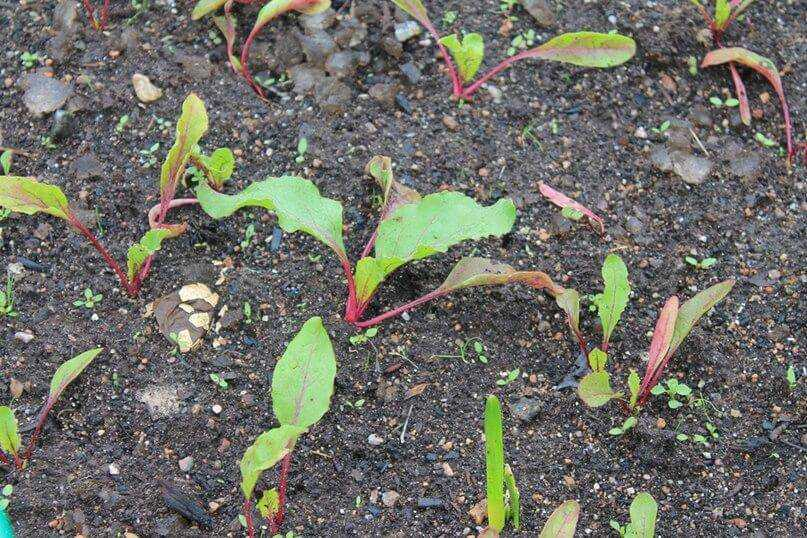 Мангольд всходы рассада. Рассада буряка. Всходы свеклы. Ростки свеклы всходы. Семена свеклы прорастание.