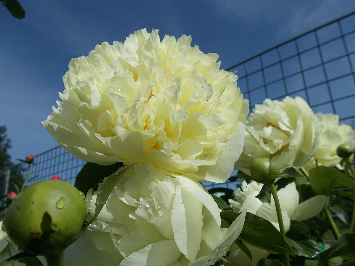  Lemon Chiffon /Лемон Шифон/.