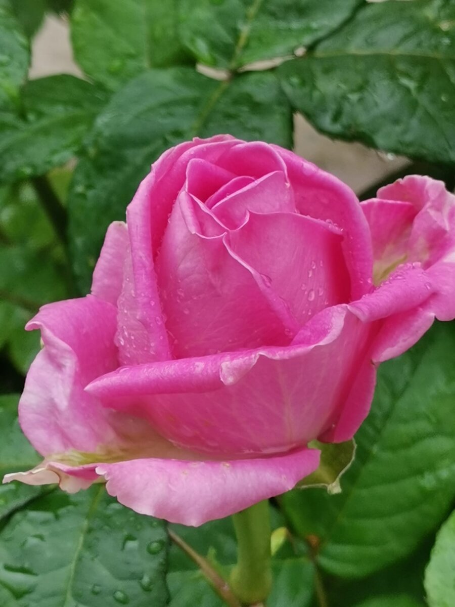 Реальный отзыв о Розы Бушес | Ксения Rosebushes | Дзен