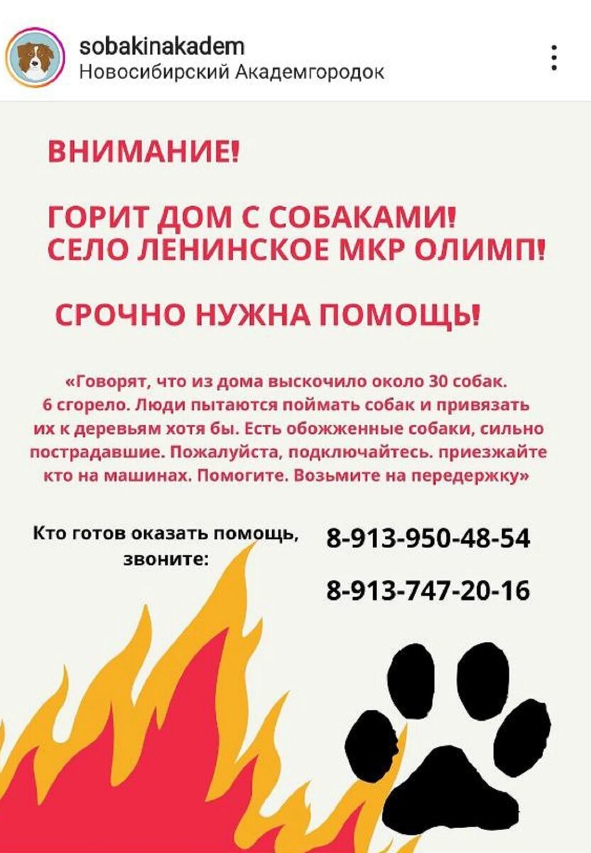 Приют Академгородка / Instagram* (принадлежит Meta*, она запрещена в России и признана экстремистской)