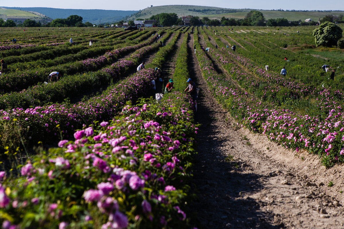 Эфиромасличная роза // Фото предоставлено агрофирмой «Тургеневская»
