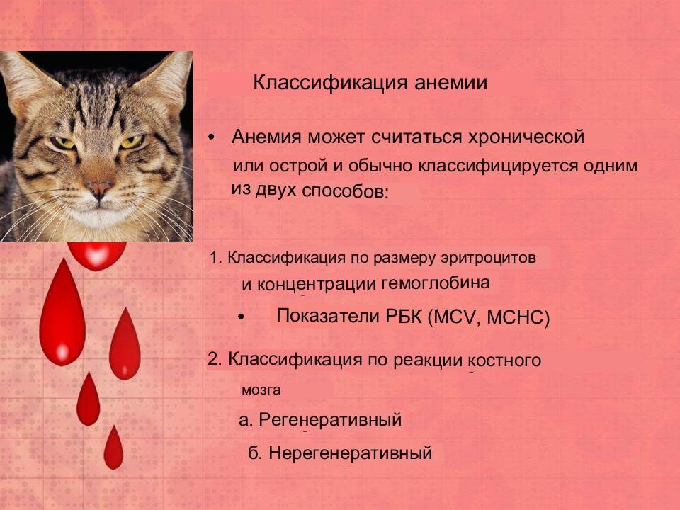 Чем кормить кошку при анемии - Purina