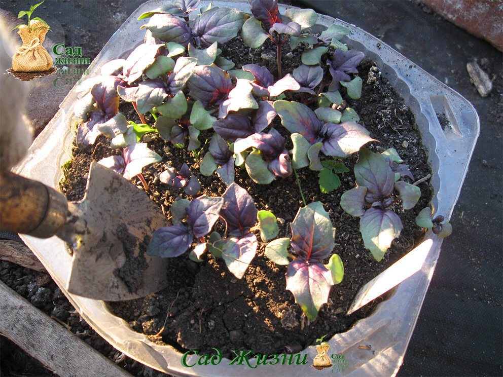 Высаживаем рассаду базилика на постоянное место 