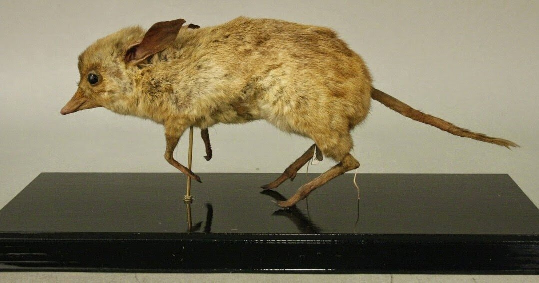 Всё, что осталось людям в наследство (помимо рисунков и описаний) – это 29 чучел свиноногих бандикутов в разных музеях.