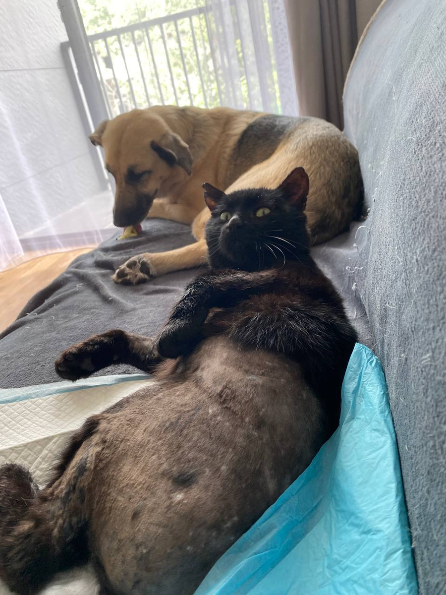 Фото: https://t.me/blackcatfromforestupdates