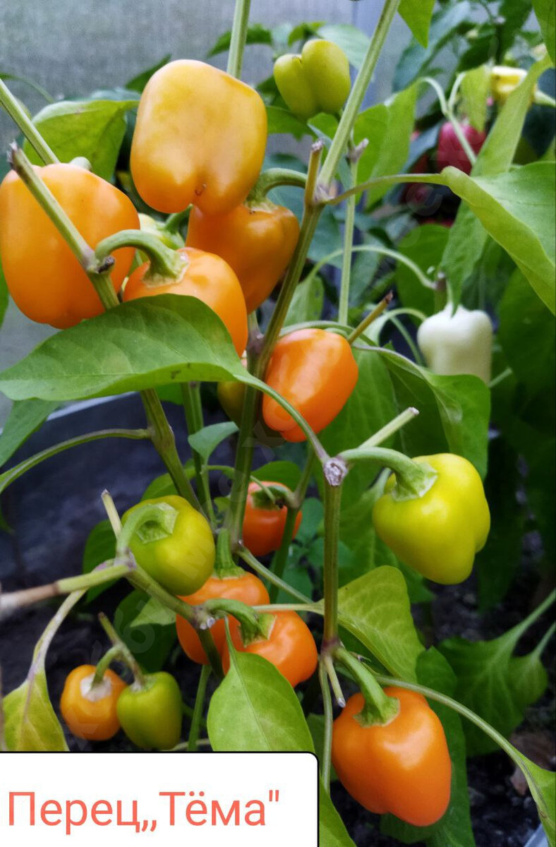 У нашего перчика плоды были очень вкусными!