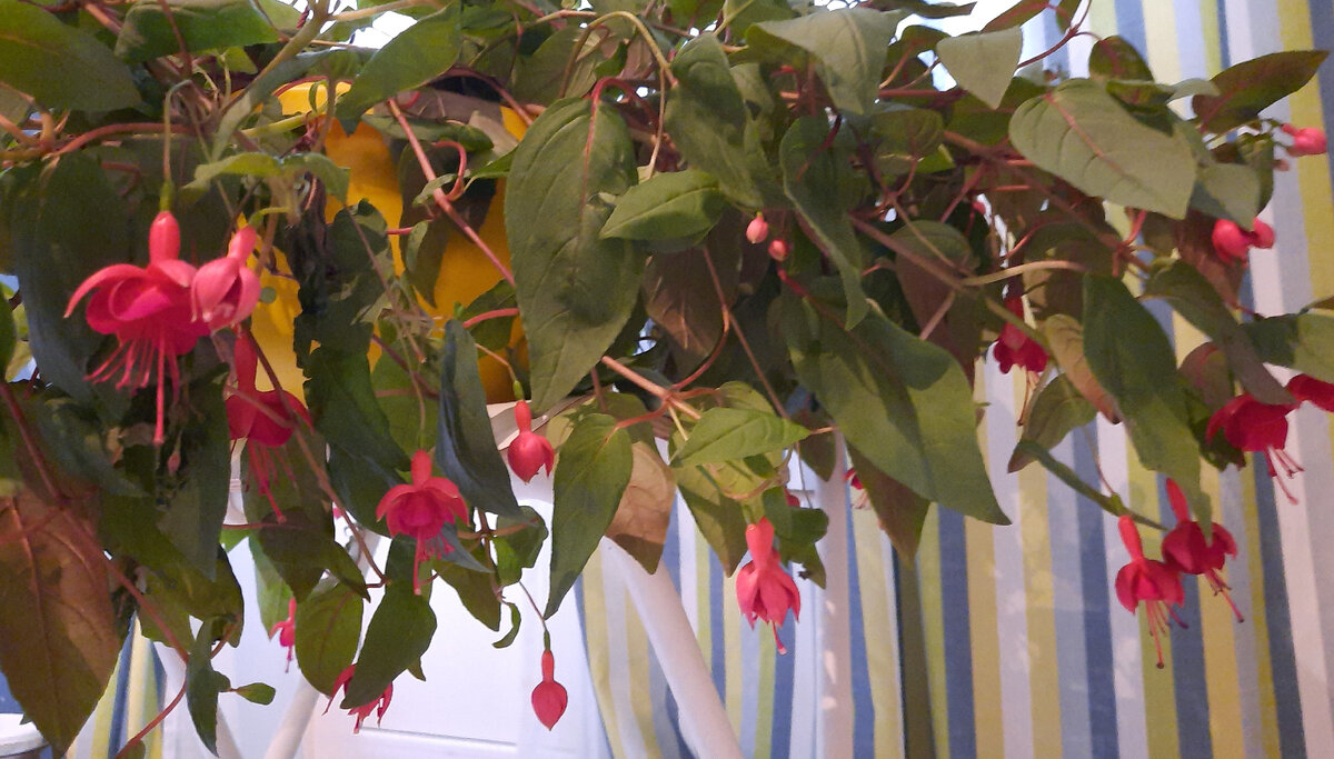 Цветов и бутонов много.