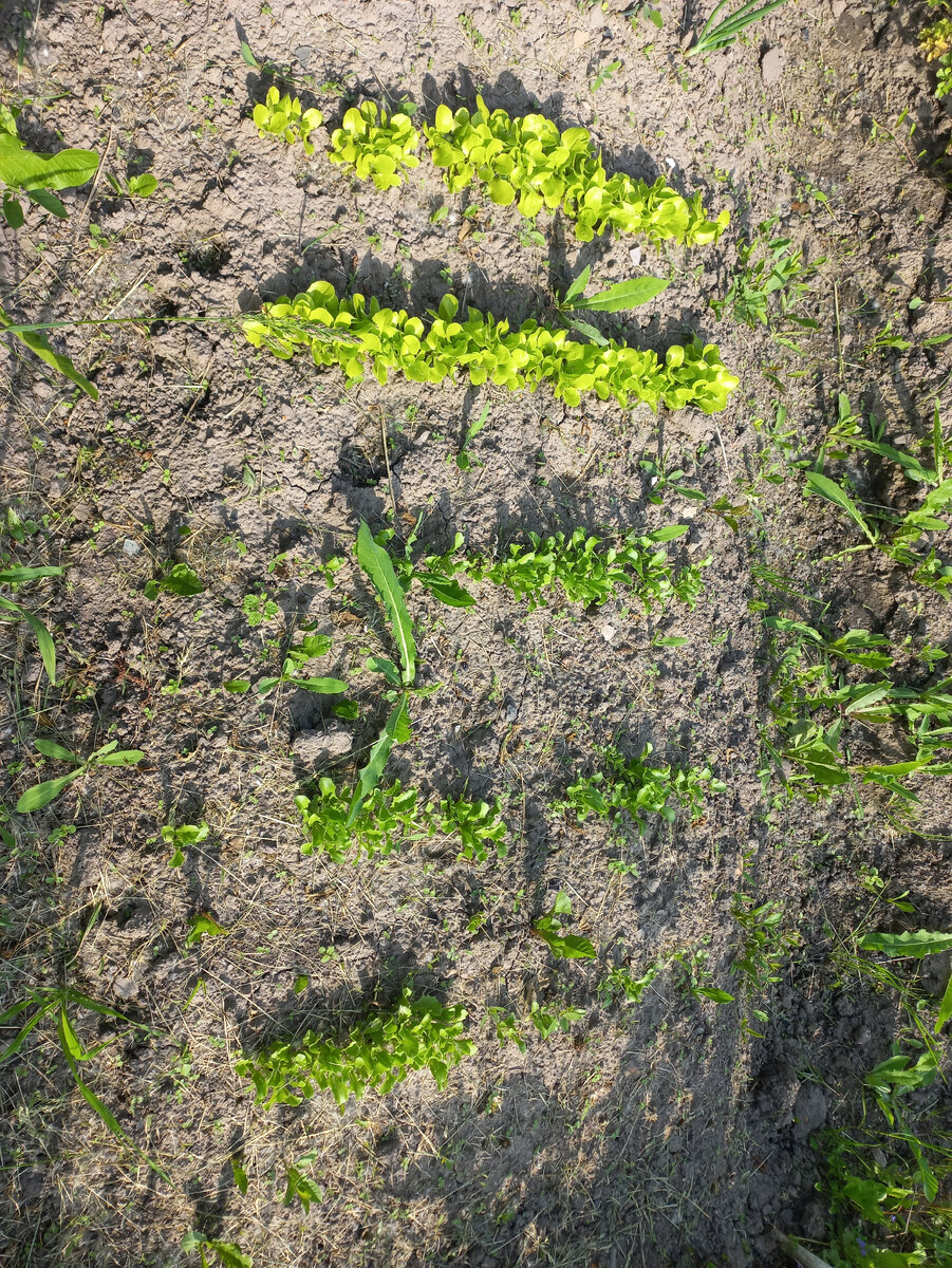 Немного салата