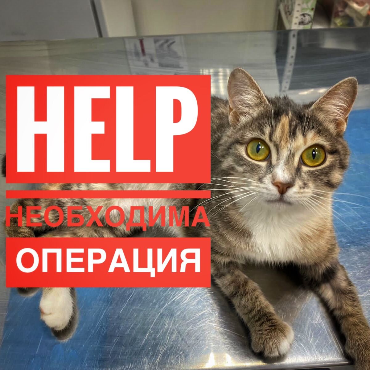 Пожалуйста, нужна ваша помощь!