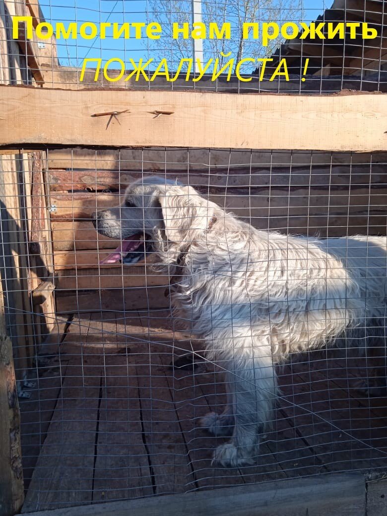 Этот пёсик сам пришёл