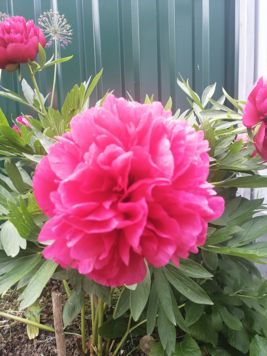 Дача встречает пионами. 