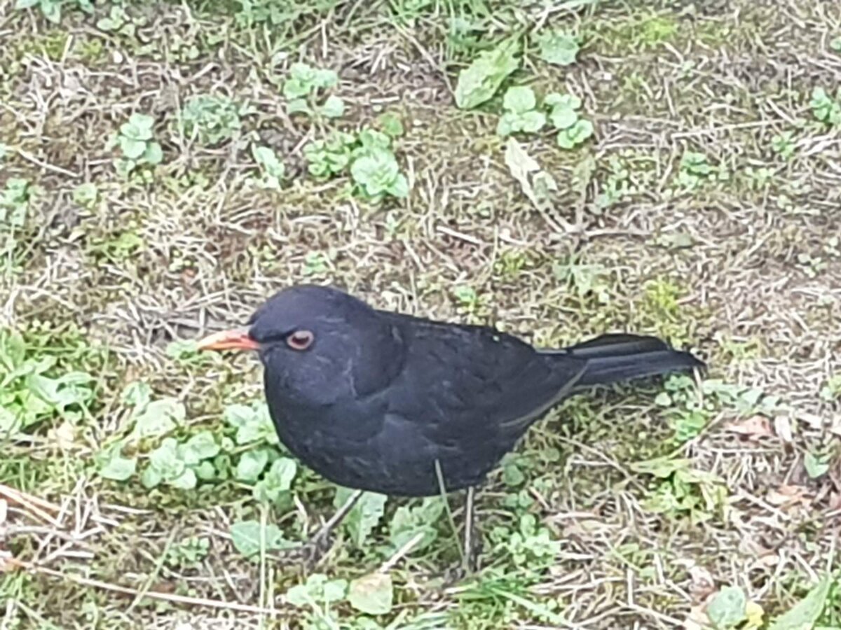 очень смешная птичка несёт всем радость (фото из личных архивов автора)