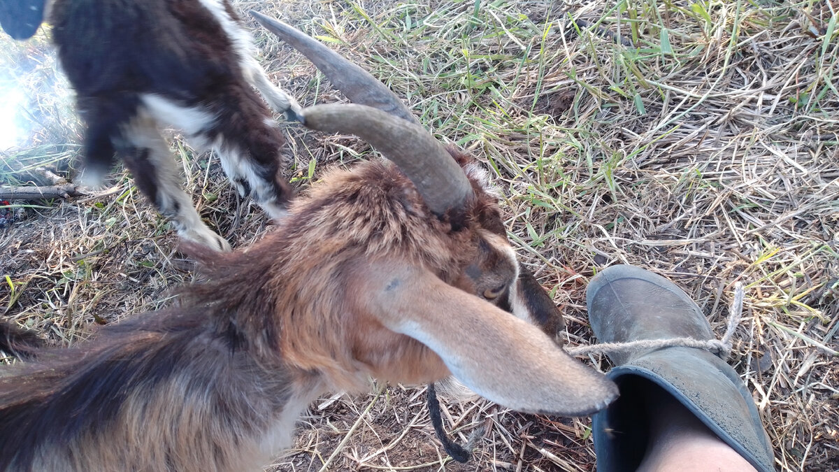 Жаннет во время дойки